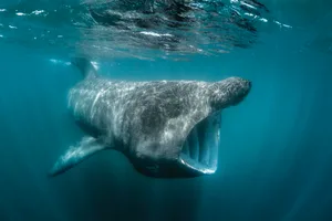 Basking shark (Cetorhinus maximus) Basking shark (Cetorhinus maximus)