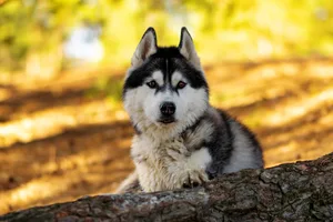 Portrait of sled siberian husky sitting on tree trunk,Belarus Portrait of sled siberian husky sitting on tree trunk,Belarus