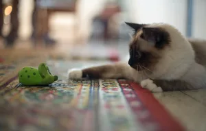 Young Birman kitten playing A cat reaching its paw outwards to play with a toy