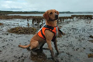 1000039107 (1) Sgiath, the dog of the year, on a beach