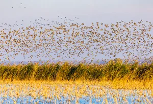 Winter Migratory Birds The first batch of winter migratory birds hovers over the wetlands in the Huaihe section of Hongze Lake Wetland in Suqian, Jiangsu, China