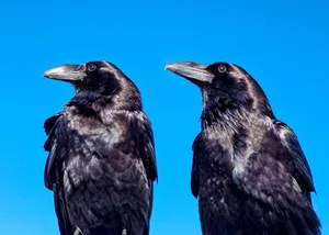 Portrait of two ravens, Caldera de Taburiente National Park, La Palma Two ravens sat next to each other looking off into the distance
