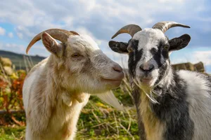 Two goats Two goats
