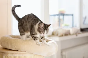 Why do cats knead? Why do cats knead?