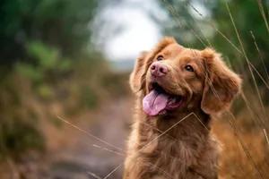 dog-happy A happy dog