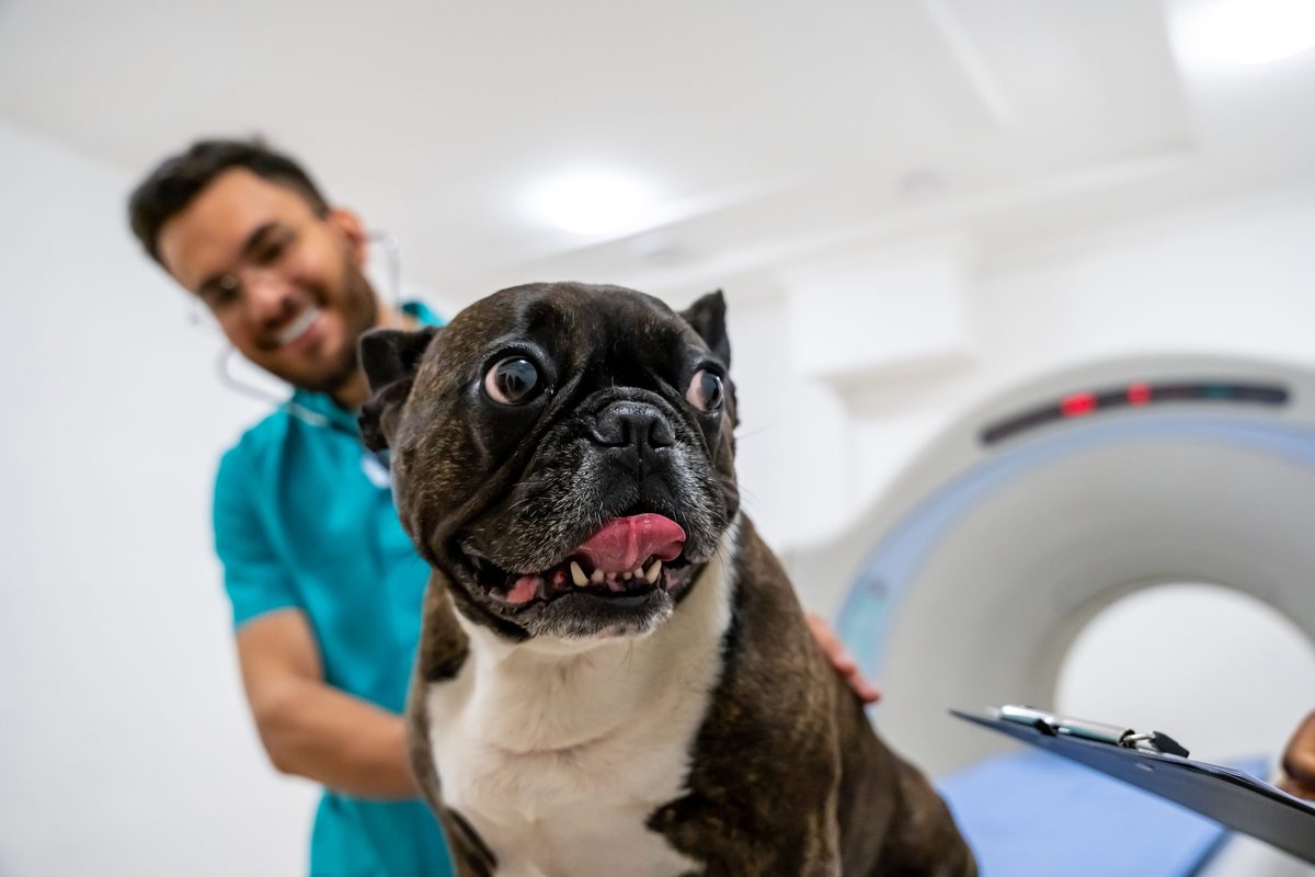 These dogs were put into an MRI to discover what they know about human emotions – the results were astonishing