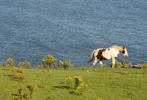 Poisonous plants to horses Poisonous plants to horses