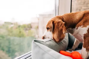 GettyImages-2214020925 A dog looking out of the window with a sad expression