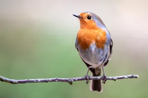 A robin on the perch A robin sat on a small branch