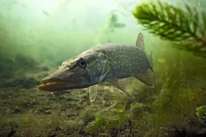 Pike in the lake Fish in lake