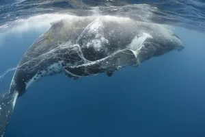 Bycaught humpback whale (c) naturepl.com Tony Wu WWF Humpback whale (Megaptera novaeangliae) entangled in longline fishing gear immobilizing both pectoral fins, and infested with Whale lice (Cyamus boopis) Vava'u, Tonga, Pacific Ocean. (Photo: Tony Wu WWF via Nature PL)