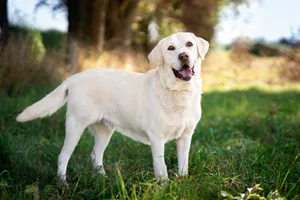 Labrador retriever on a walk in a meadow Cheerful dog breed labrador retriever in the meadow. The dog stands on the grass in the shade and looks into the lens. Outdoor photo