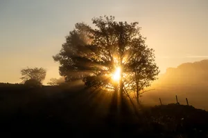 Sunbeams shining though a lonely tree A tree with sun passing through it