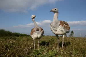 Great bustard, Otis tarda Two Great Bustards stood together in a field