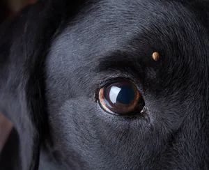 How to prevent tick bites on dogs How to prevent tick bites on dogs