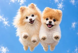 Boo and Buddy Boo and Buddy (Photo: facebook.com/Boo)