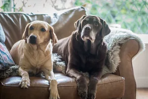 Golden and Chocholate Labrador Retrievers Golden and Chocholate Labrador Retrievers