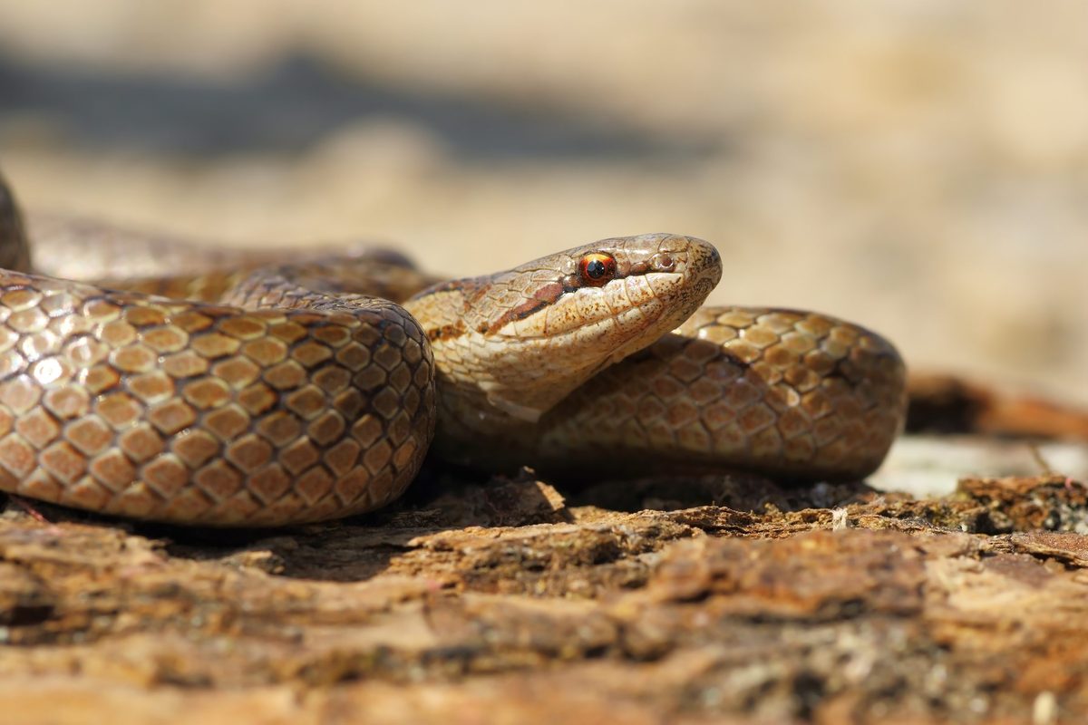 Think Britain just had one venomous snake? Think again as another one has been hiding in plain sight???