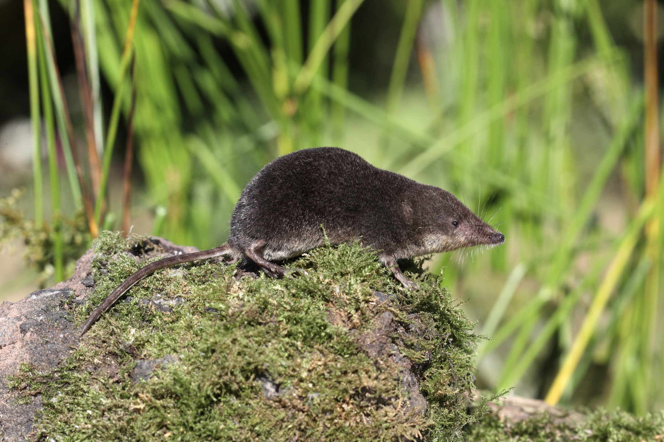 This tiny British mammal shrinks its brain every winter — then grows it ...