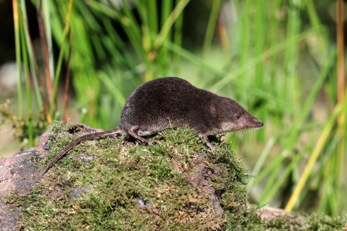 This tiny British mammal shrinks its brain every winter — then grows it back