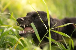 Why do dogs eat grass? Why do dogs eat grass?