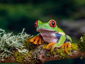 Close-Up Of Frog On Branch, Ringwood, United Kingdom A green frog sat on a branch