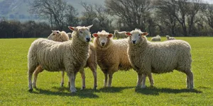 How long do sheep live How long do sheep live