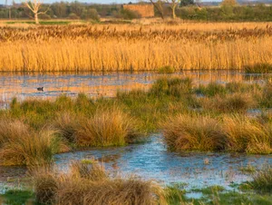 The warm evening sun hits reed beds at Wicken Fen Nature Reserve Wicken Fen peatlands seen with the sun setting