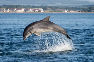 Bottlenose Dolphin (Tursiops truncatus) Jumping in Blue Water in the Moray Firth, Scotland A dolphin jumping into the sea in Scotland