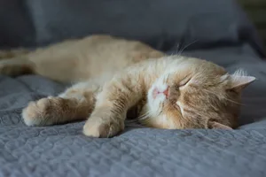Why cats sleep on their left side Why cats sleep on their left side