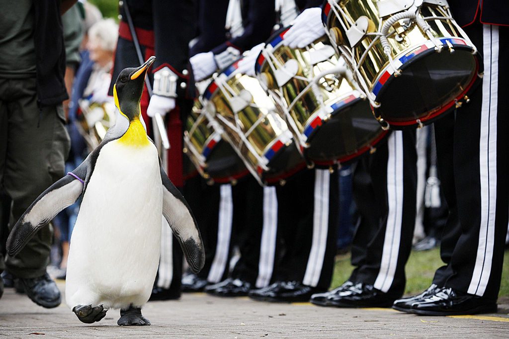 This Scottish penguin has a knighthood and outranks most of the world's military – the reason why is bizarre