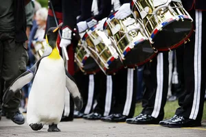 ‘Nils Olav’ the penguin receives his kni Nils Olav the penguin in front of a proceeding for his title change