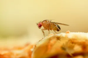 Fruit fly details A fruit fly sat on a piece of fruit