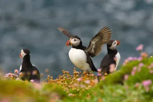 Puffin 7, Annabel Sharpe, RSPB