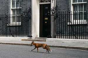 Fox roams around Downing Street A fox is seen around at 10 Downing Street in London, United Kingdom
