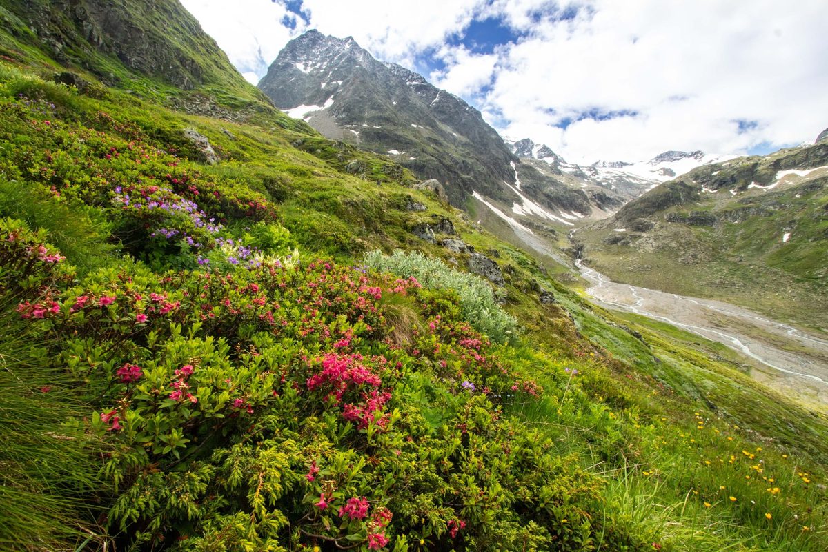 Mountain summits are facing mass plant extinctions due to warming climates – but there is a silver lining