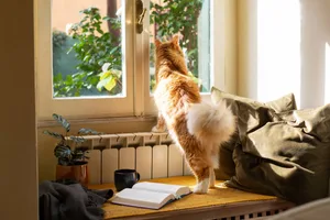 GettyImages-2058538282 (1) A cat standing on a table to look out the window