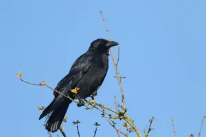 A Carrion Crow, Corvus corone, perched on a branch of a tree. A carrion