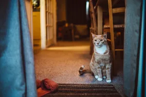 A ginger tabby cat sitting at the front door waiting for his owner back home A cat sat on the front stairs of a home looking outwards
