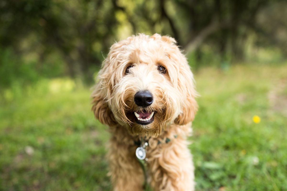 Your dog's teeth could be telling you more about their health than you ...