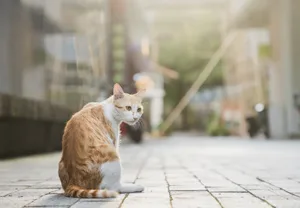stray cats relaxing on city street A cat sat on the pavement in a city environment