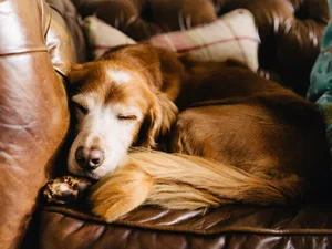 Classic-retriever_athome_dogstrust (3) A Golden Retriever sleeping on a sofa