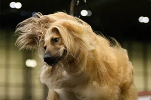 2018 Crufts Dog Show Day Two An Afghan hound dog shakes its hair