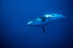 minke whale, balaenoptera acutorostrata, underwater, gbr, queensland