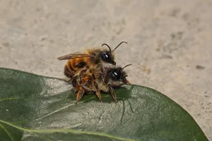 Gehoernte Mauerbiene The mating process between horned mason bees