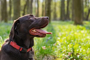 chocolate-lab Credit: Justin Paget/Getty