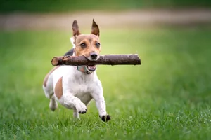 healthiest dog breeds healthiest dog breeds