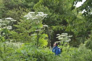 Toxic giant hogweed Toxic giant hogweed