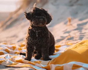 How to take your dog abroad How to take your dog abroad