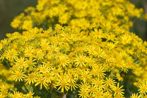 Ragwort is a dangerous weed Ragwort is a dangerous weed